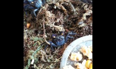 Geosesarma bogorensis - Purple Vampire crab - Males