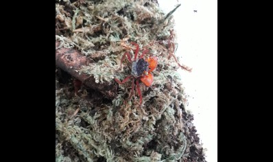 Geosesarma notophorum - Mandarin Vampire Crab 4 left