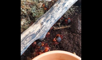 Geosesarma notophorum - Mandarin Vampire Crab 5 left