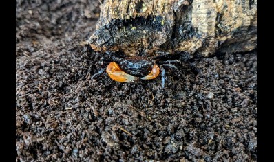 Lepidothelphusa orangearm - Borneo Orange Arm Crab