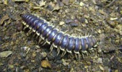 Polydesmid..(ceratodesmus Cristatus / Flat Jointed Millipede)