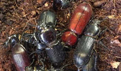 Bess Beetles