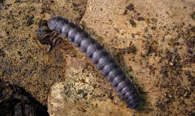 Polydesmid..(coromus Vittatus Vittatus/flat Millipede)