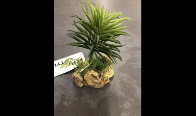 RS- Desert Plant with Rock Base- 7.5 x 6 x 12cm