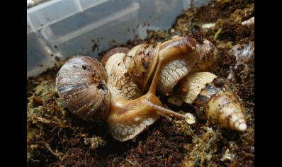 Lissachatina Fulica Madagascar