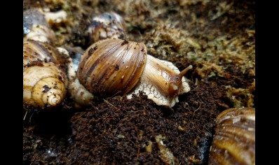 Lissachatina Fulica Madagascar