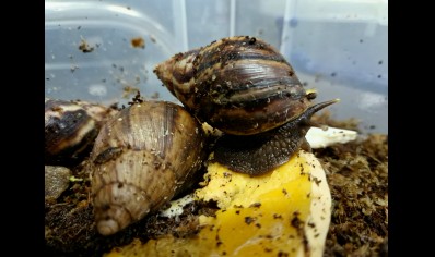 Lissachatina Fulica Madagascar