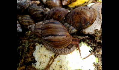 Lissachatina Fulica Madagascar