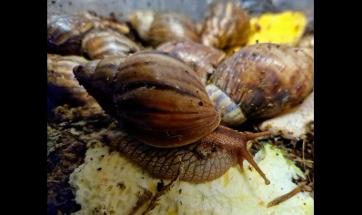 Lissachatina Fulica Madagascar