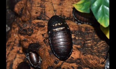 Gromphadorhina Species C/B sold in packs of 5