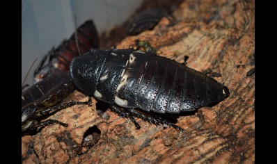 Gromphadorhina Species C/B sold in packs of 5