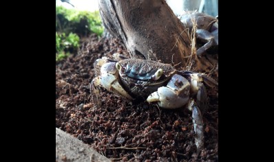 Neosarmatium rotundifrons - Blue Spider Crab (new to the hobby)