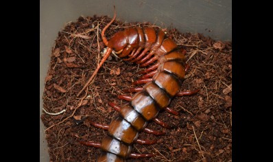 Scolopendra Sp. Sumatra Pink