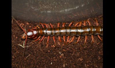 Scolopendra Sp. Java