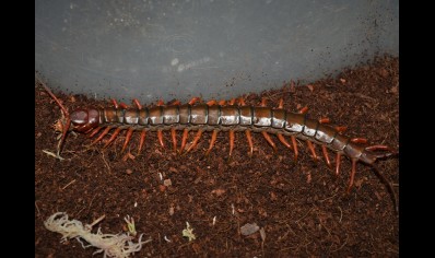 Scolopendra Sp. Java