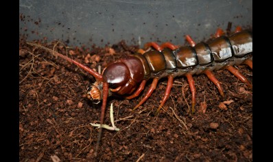 Scolopendra Sp. Java