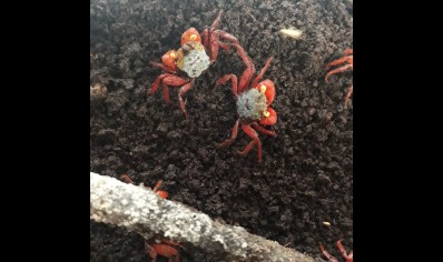 Geosesarma riani - Rainbow Vampire Crab (red leg) 13 left