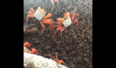Geosesarma riani - Rainbow Vampire Crab (red leg) males left only