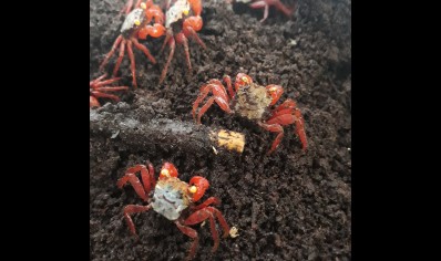 Geosesarma riani - Rainbow Vampire Crab (red leg) males left only