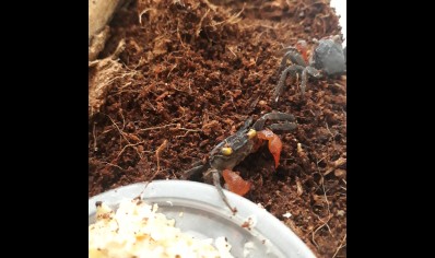 Geosesarma noduliferum - Red Arm Vampire Crab 2 left
