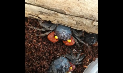 Geosesarma noduliferum - Red Arm Vampire Crab