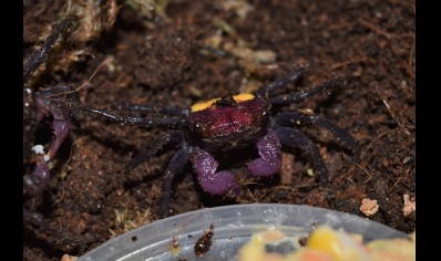 Geosesarma tricolor - Tricolor Vampire Crab