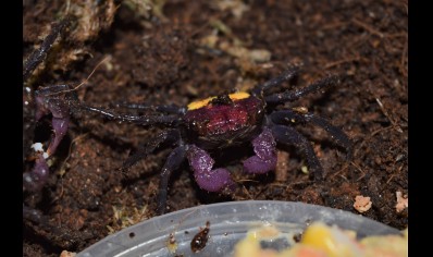 Geosesarma tricolor - Tricolor Vampire Crab 7 left