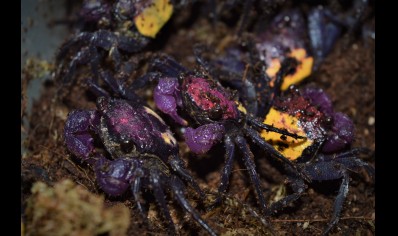 Geosesarma tricolor - Tricolor Vampire Crab 7 left