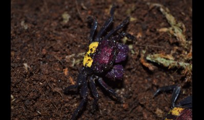 Geosesarma tricolor - Tricolor Vampire Crab 7 left