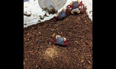 Geosesarma pontianak - White Mandarin Vampire Crab 1 left