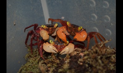 Geosesarma pontianak - White Mandarin Vampire Crab 5 left