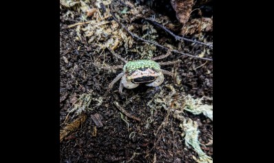 Metasesarma obesum - Green Batik Crab