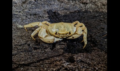 Terrathelphusa kaufen - Banana Crab (new to the hobby)