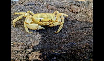 Terrathelphusa kaufen - Banana Crab (new to the hobby) 8 left