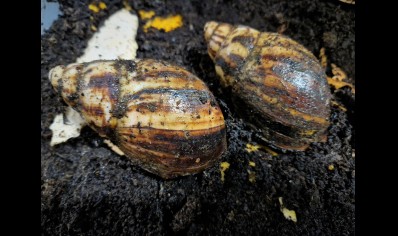 Archachatina Marginata Cameroon 