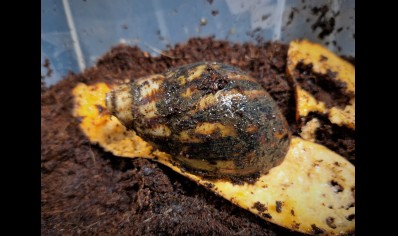 Archachatina Marginata Cameroon 