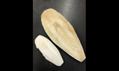 Cuttlebone medium size to 15cm approx 30g
