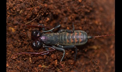 Thelyphonus sp red back