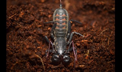 Thelyphonus sp red back