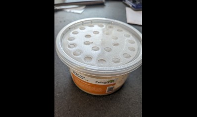 1: feeder flies - Drosophila melanogaster - Golden Fruit Fly Culture - very small feeder fly