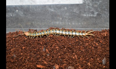 Scolopendra Polymorpha 