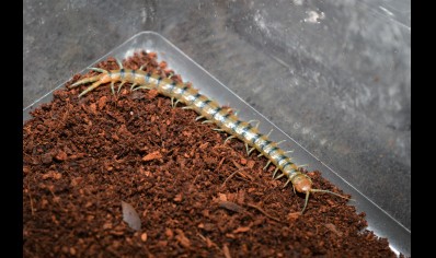 Scolopendra Polymorpha 