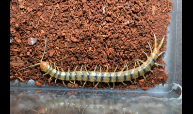 Scolopendra Polymorpha 