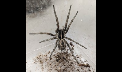 Hogna coloradensis - Desert Wolf Spider