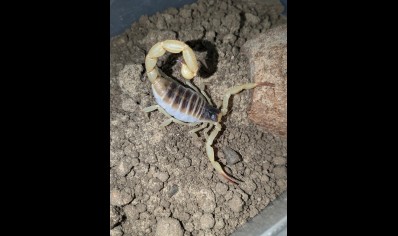 Hadrurus obscurus - Californian desert hairy 