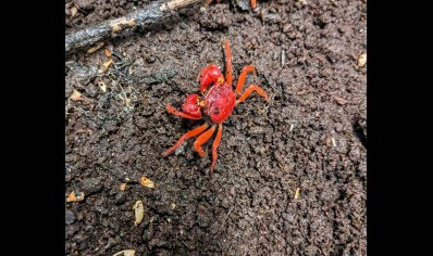 Geosesarma dennerle - Tomato vampire crab (red ruby)