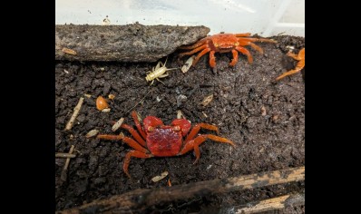 Geosesarma dennerle - Tomato vampire crab (red ruby) 7 left