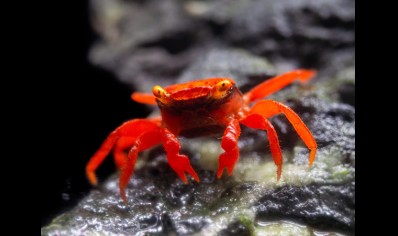 Geosesarma dennerle - Tomato vampire crab (red ruby) male