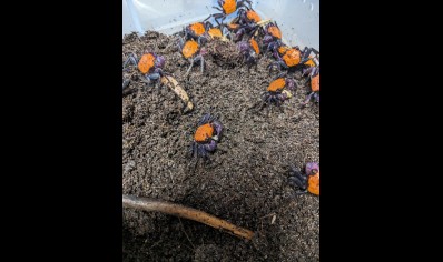 Geosesarma dennerle - Halloween Vampire Crab (Tangerine) - Males left only *Special discount*