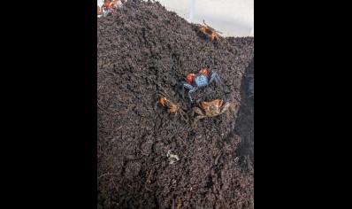 Geosesarma dennerle - Marble Vampire Crab - 16 left Males left only *Special discount*